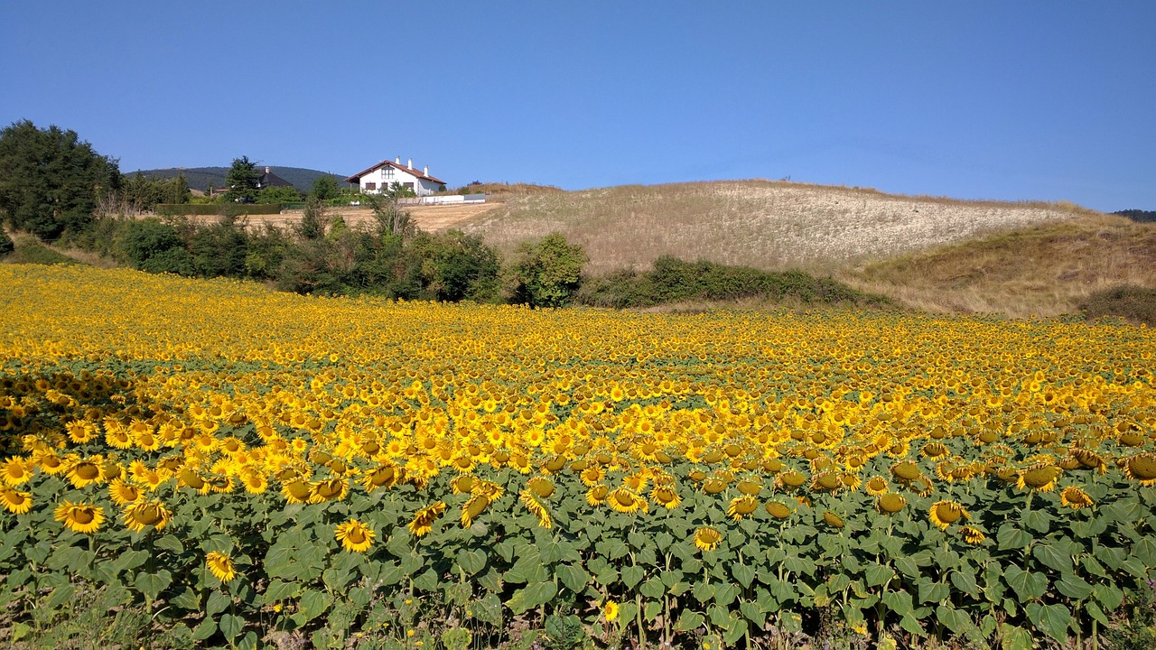 Image - sunflower sunflower field navarre