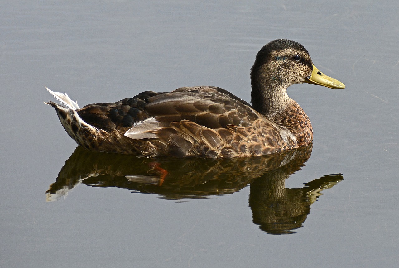 Image - duck water bird pond park water