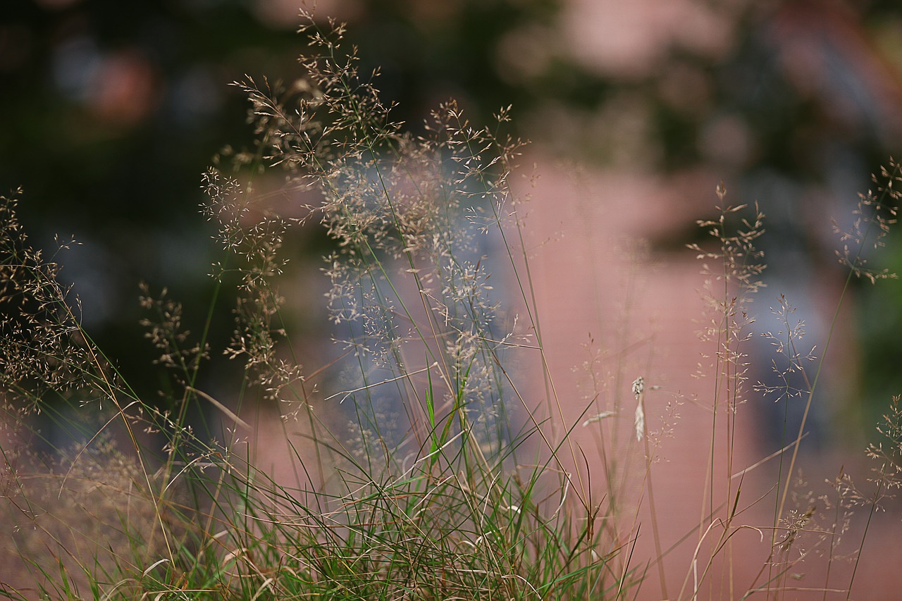 Image - grass soft diffuse bokeh tender