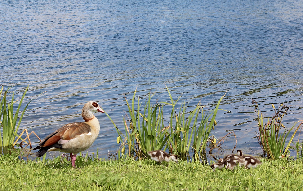 Image - duck chicks baby young protect