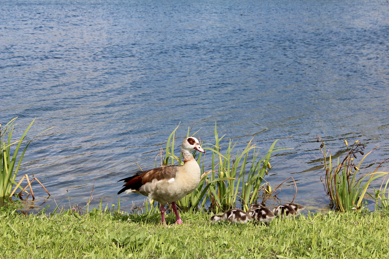 Image - duck chicks baby young protect