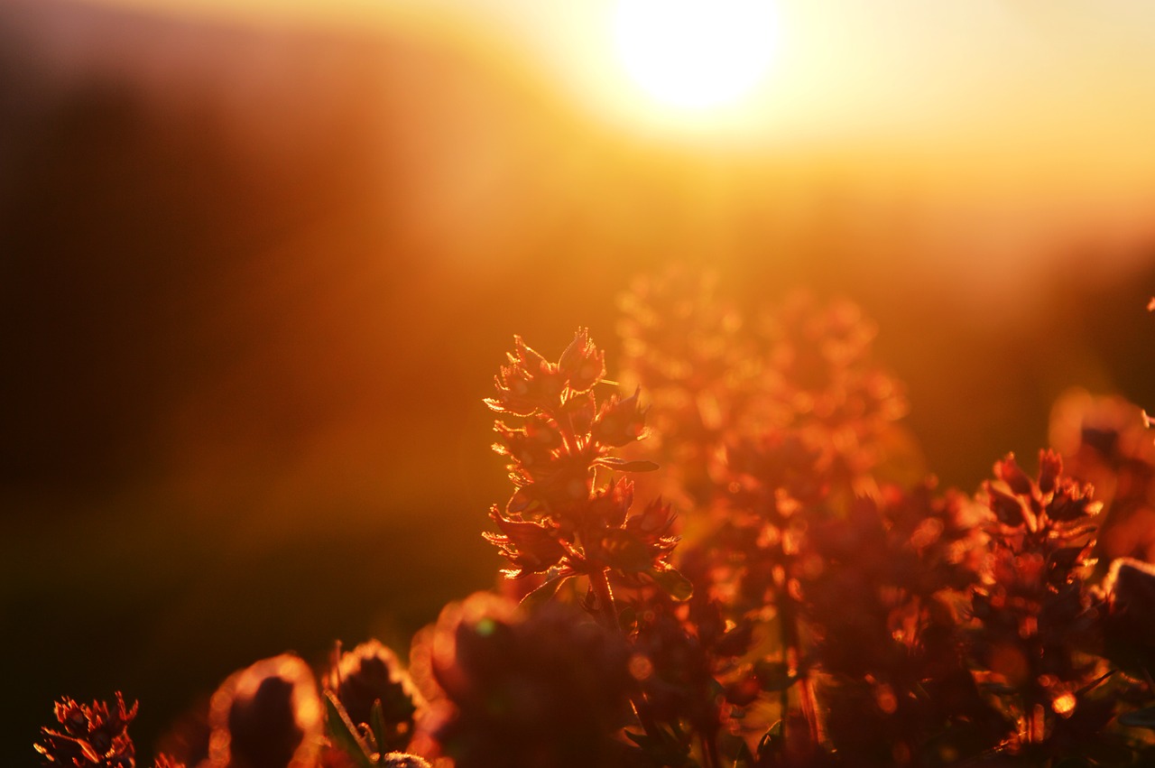 Image - sunbeam plant lichtspiel sunny