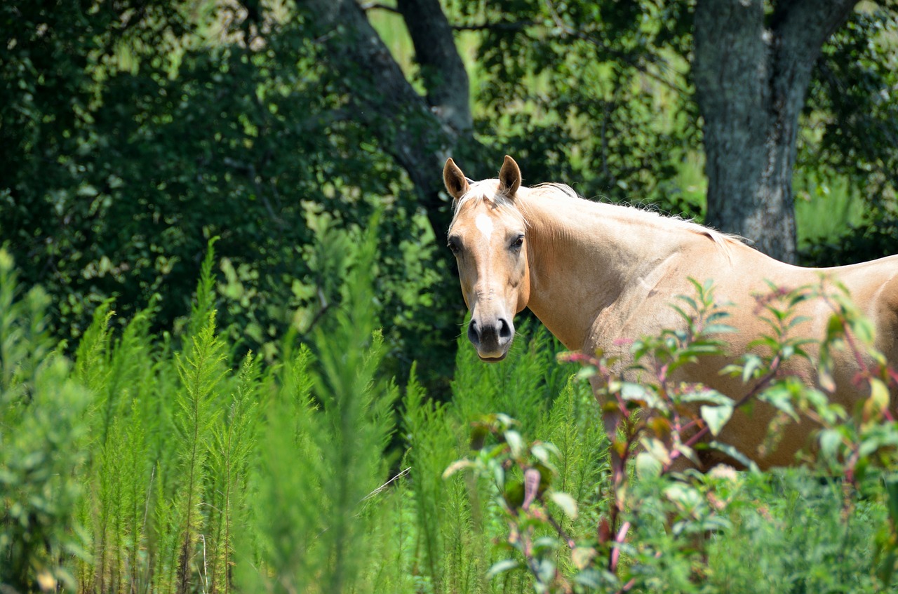 Image - horse beauty ranch nature animal