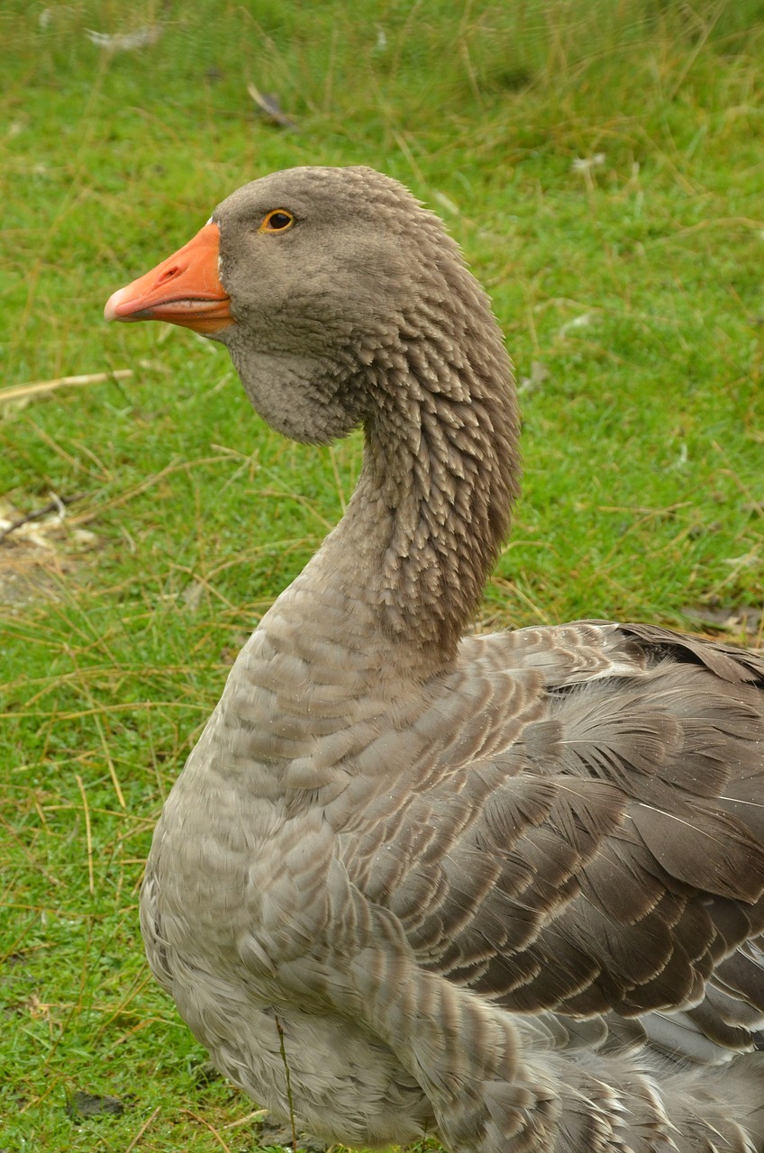 Image - bird goose waterfowl beak lobe