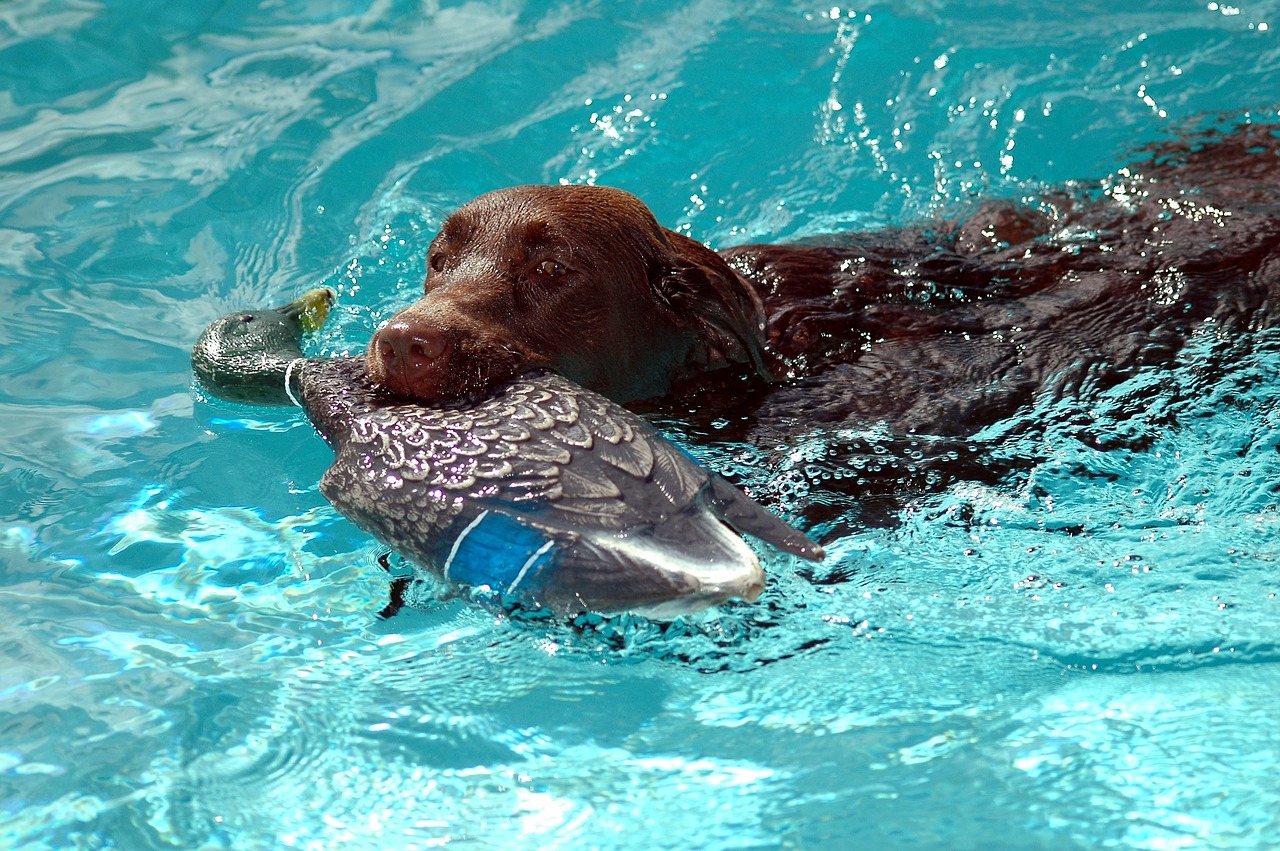 Image - chocolate lab brown labrador dog