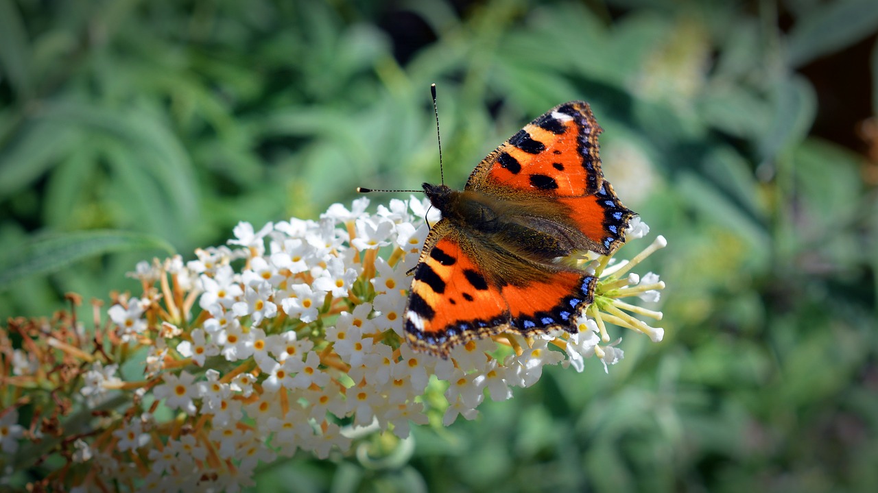 Image - butterfly little fox aglais urticae