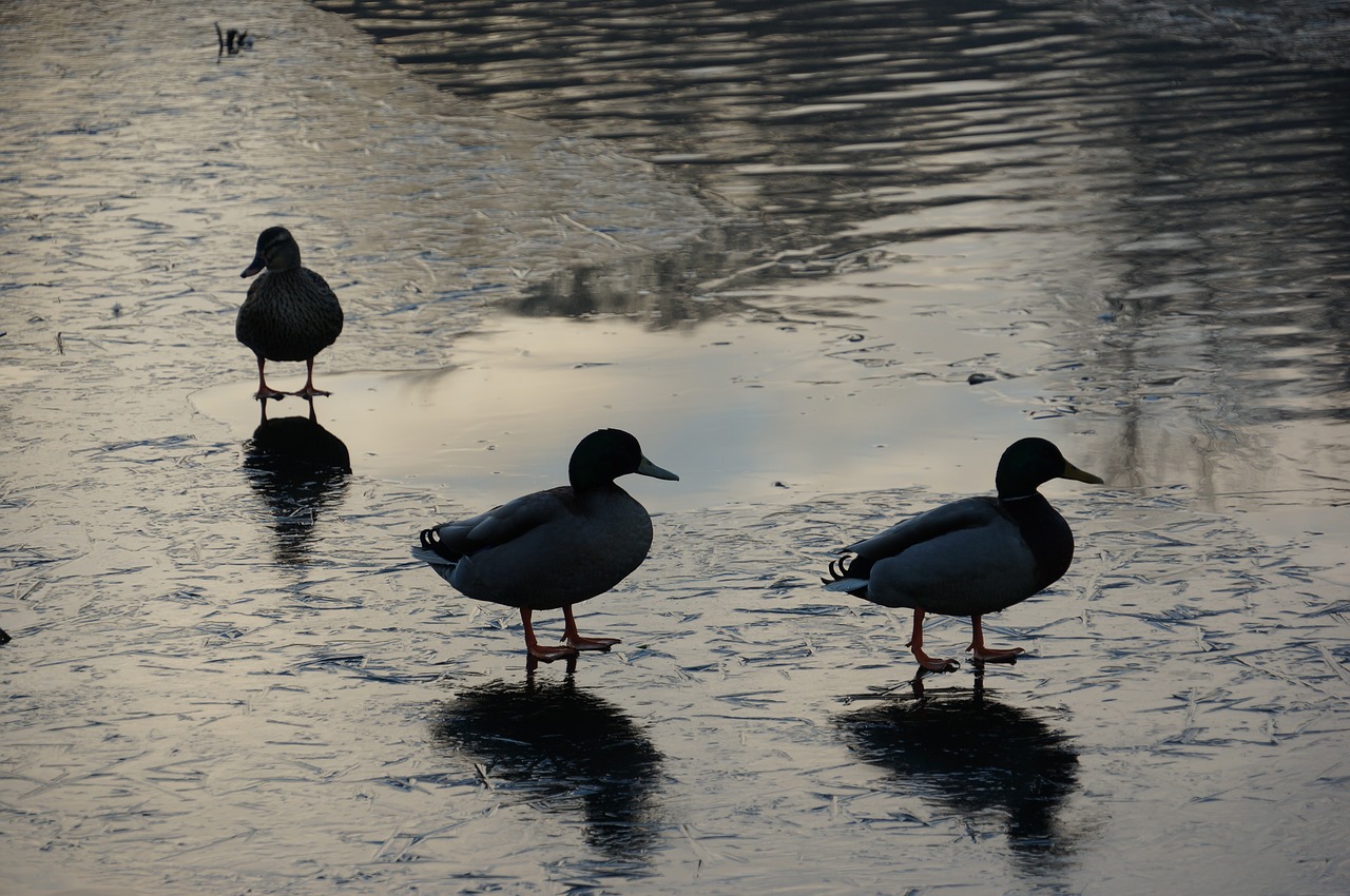 Image - ducks lake winter natural evening