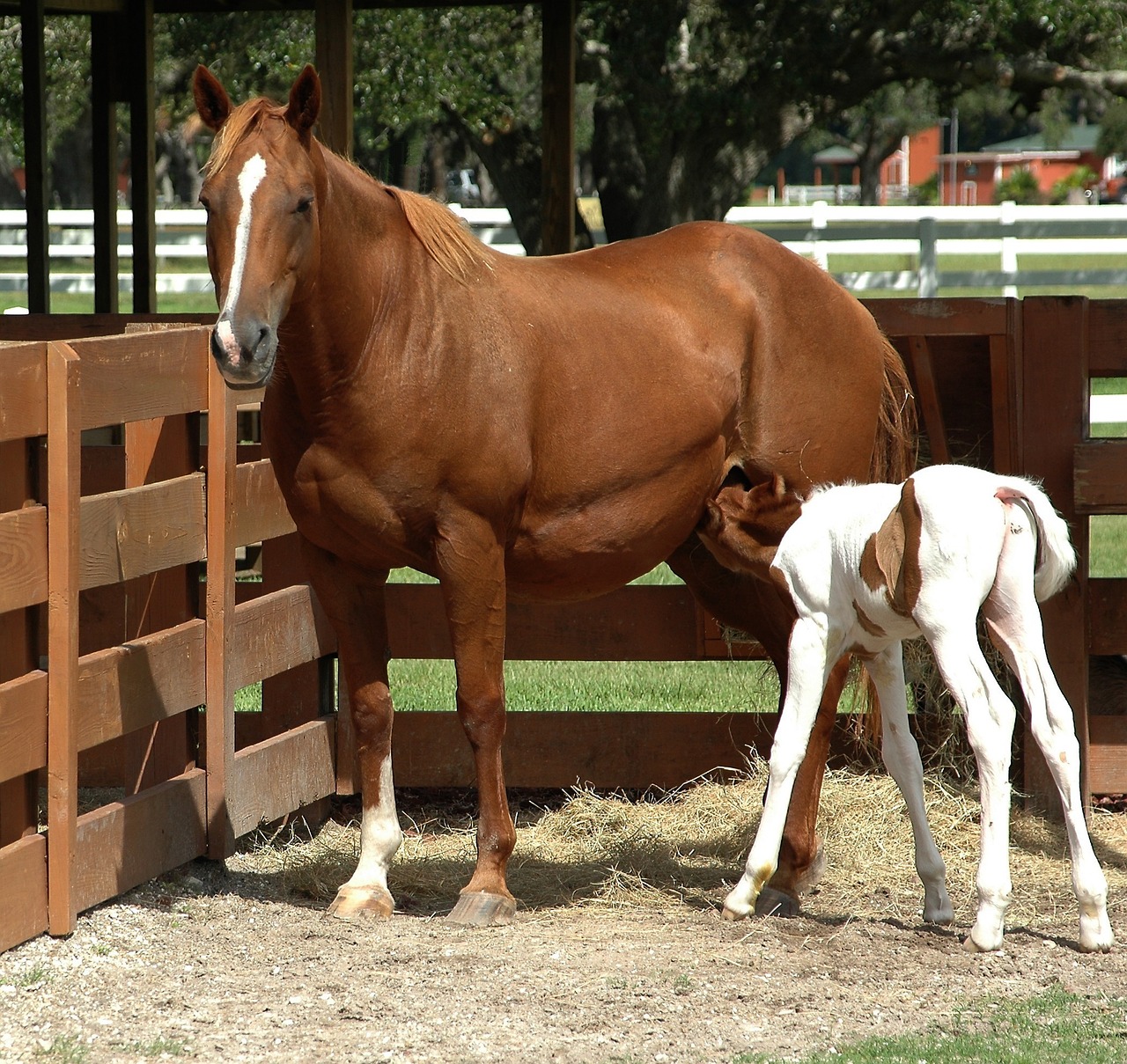 Image - horse baby horse animal feeding