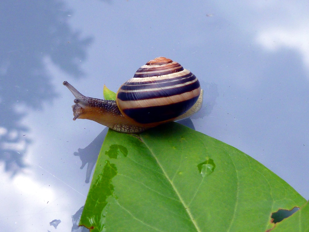 Image - snail leaf shell animals nature