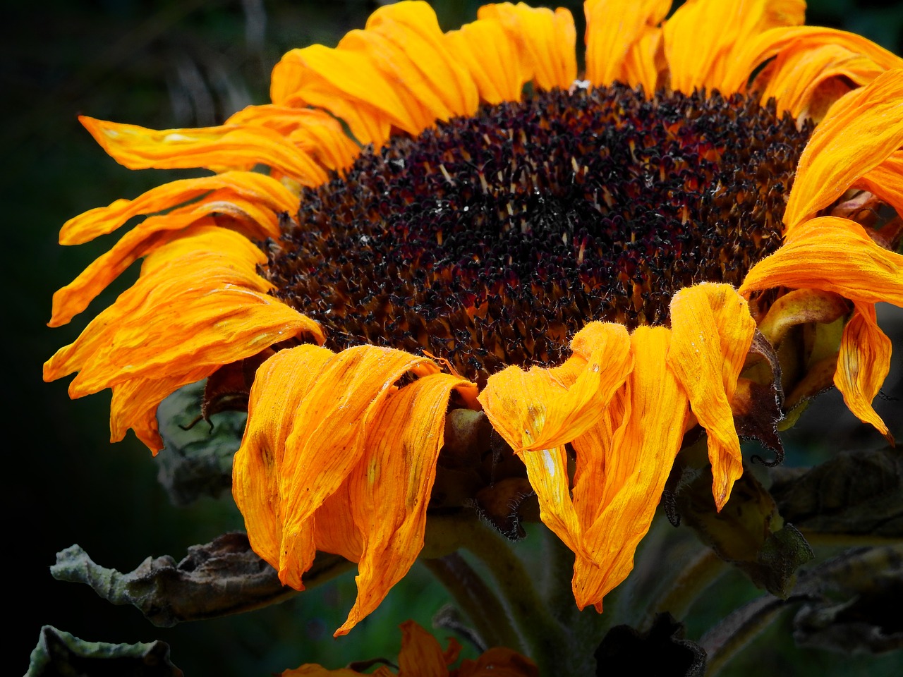 Image - sun flower flower blossom bloom