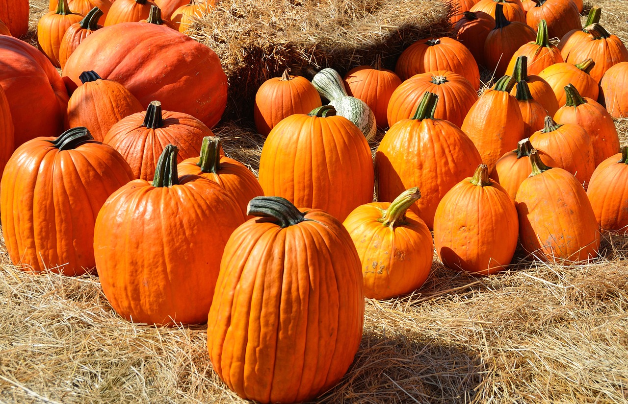 Image - pumpkins for sale sell farm food