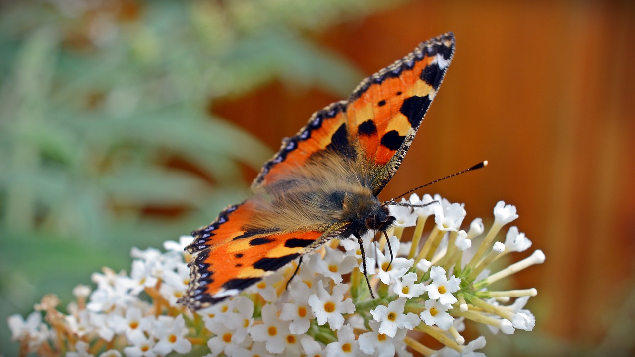 Image - butterfly little fox aglais urticae