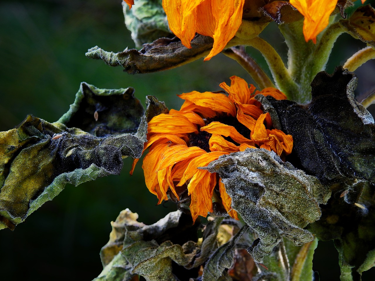 Image - sun flower flower blossom bloom