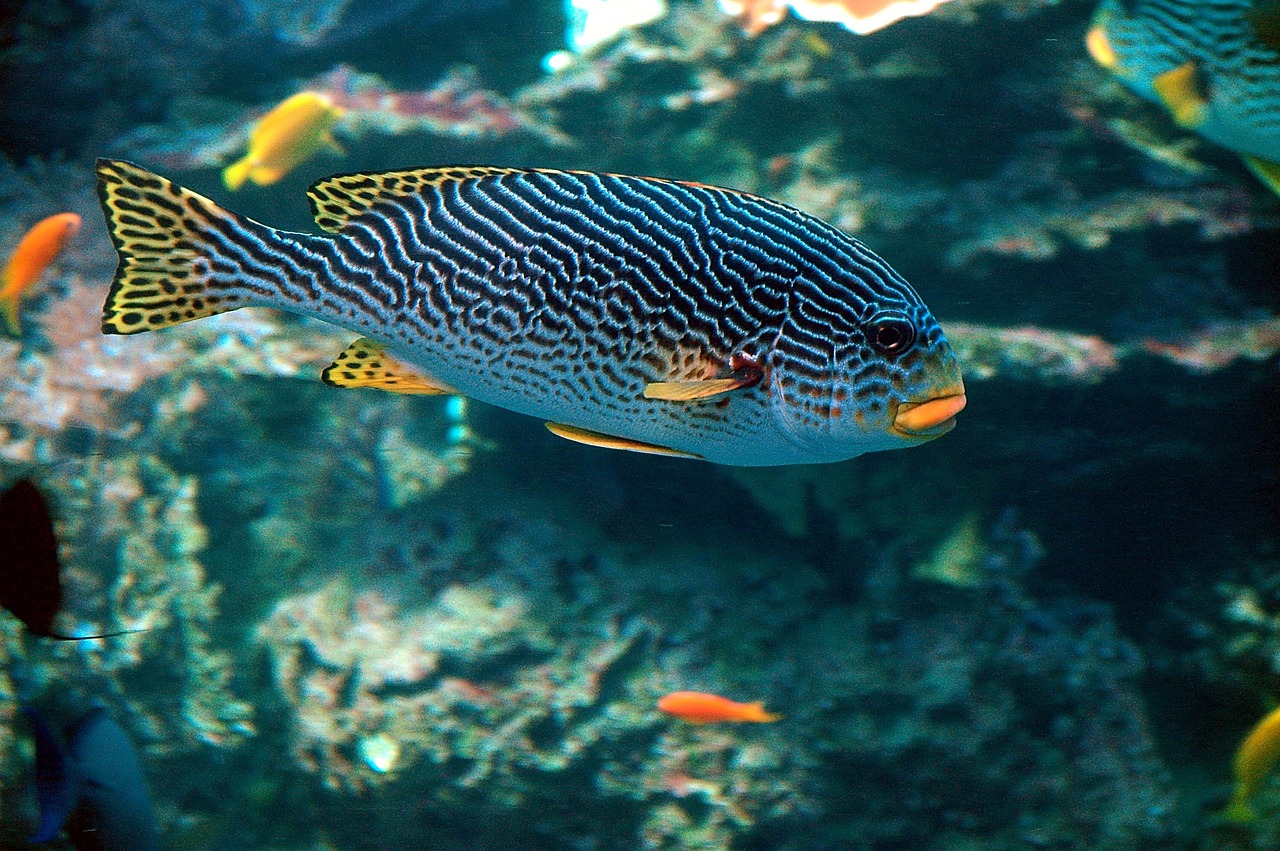 Image - tropical fish colorful fish