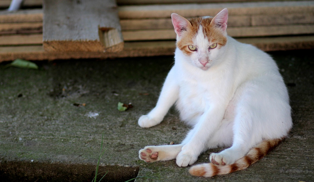 Image - cat white orange lazy residence