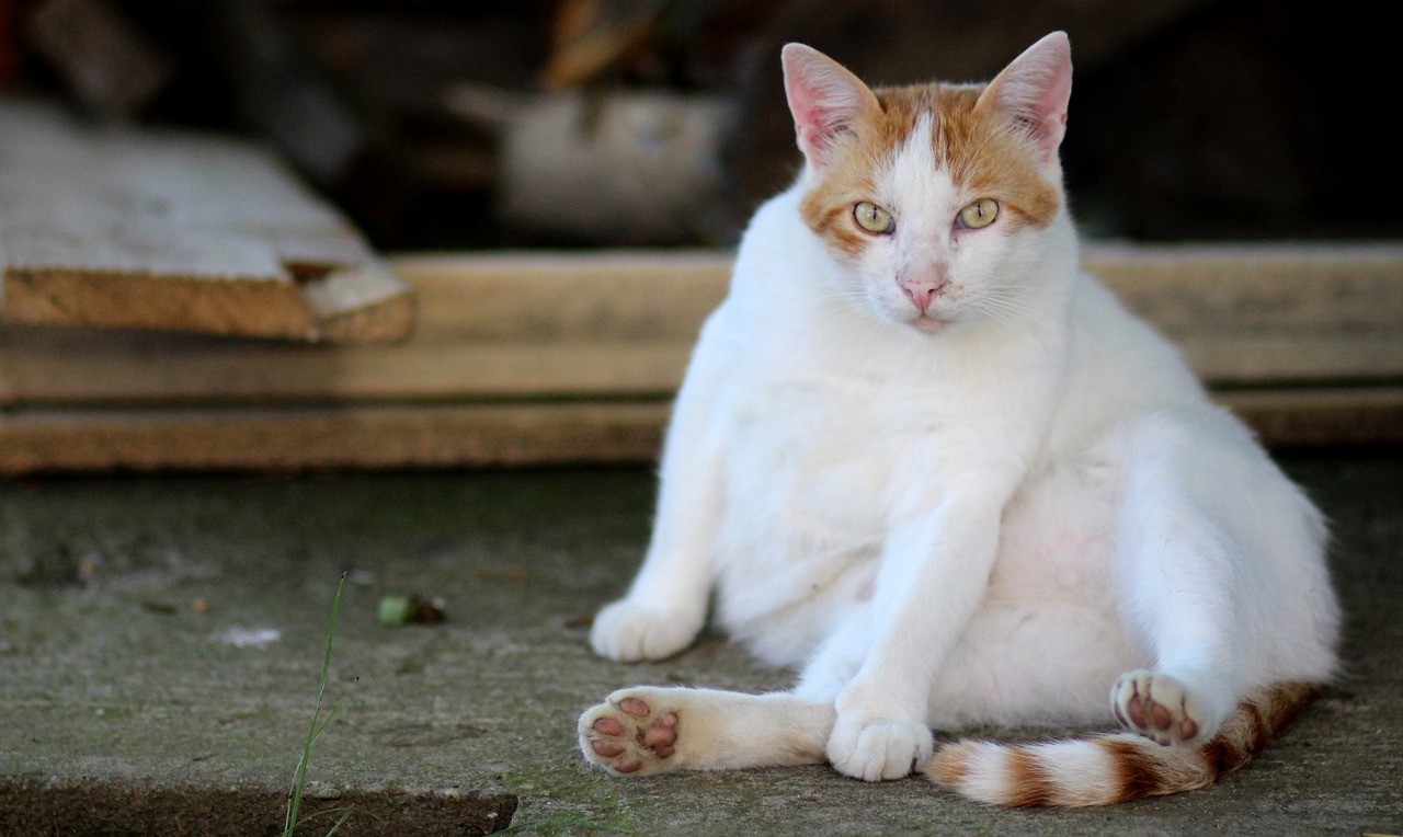 Image - cat white orange lazy residence