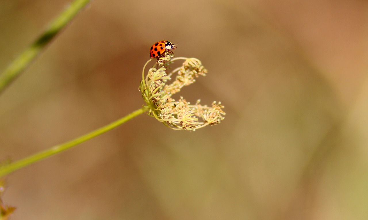 Image - baja red plant insecta