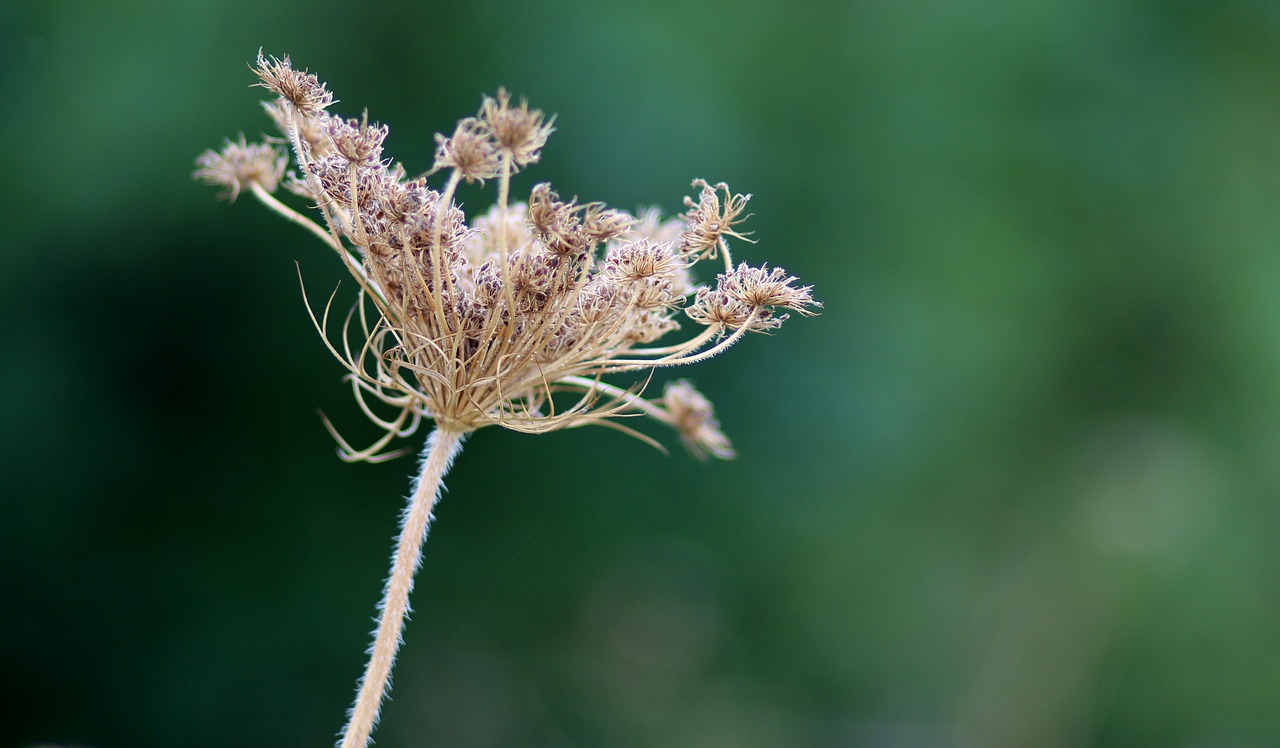 Image - tourists plant sticky nature