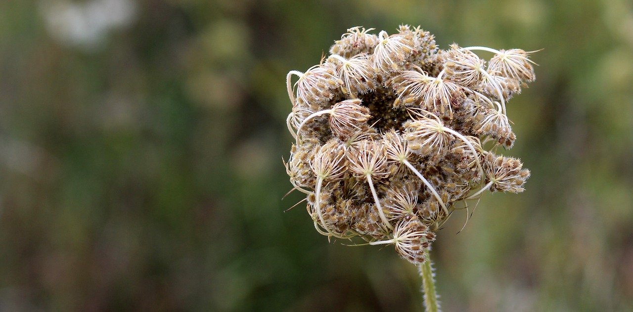 Image - tourists plant sticky nature