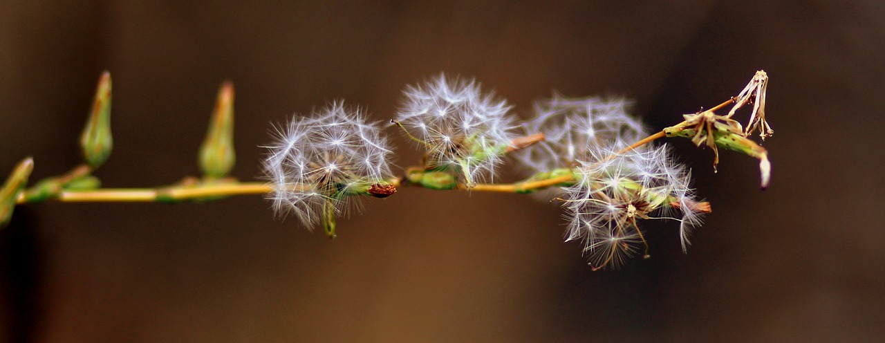 Image - dandelion down plant nature