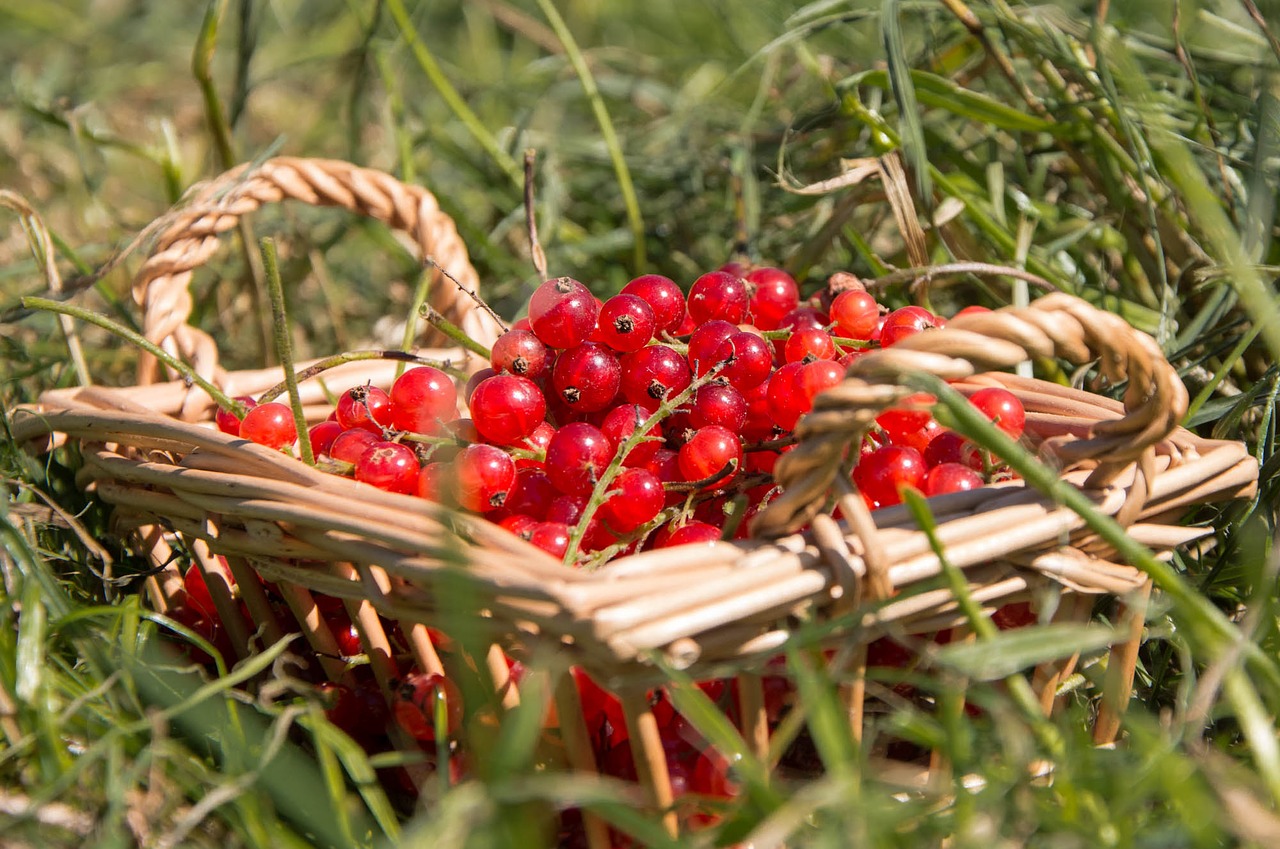 Image - raisinets recycle bin grass berries