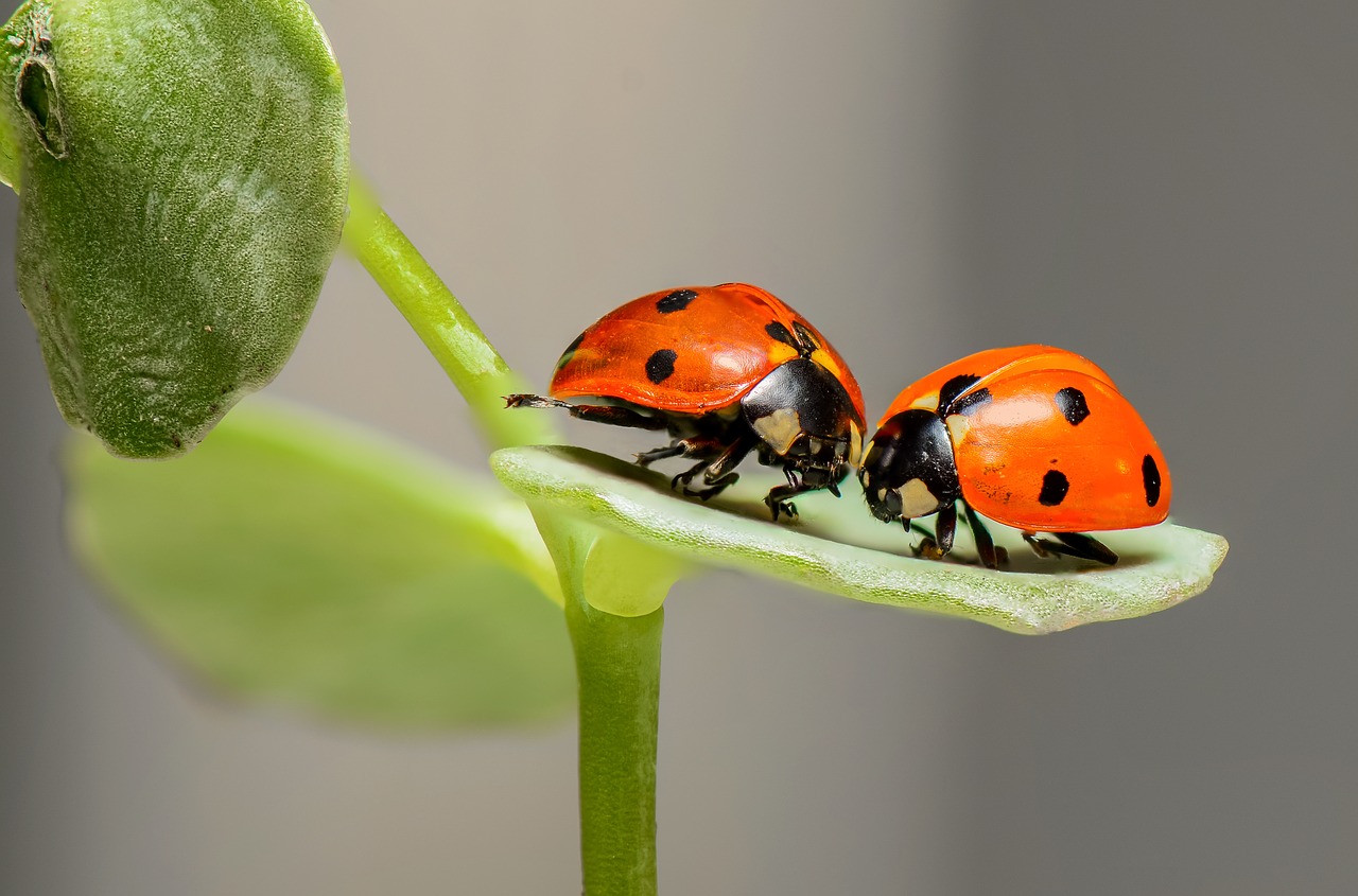 Image - ladybugs ladybirds bugs insects