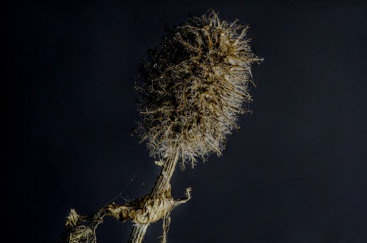 Image - macro art dead flower creative