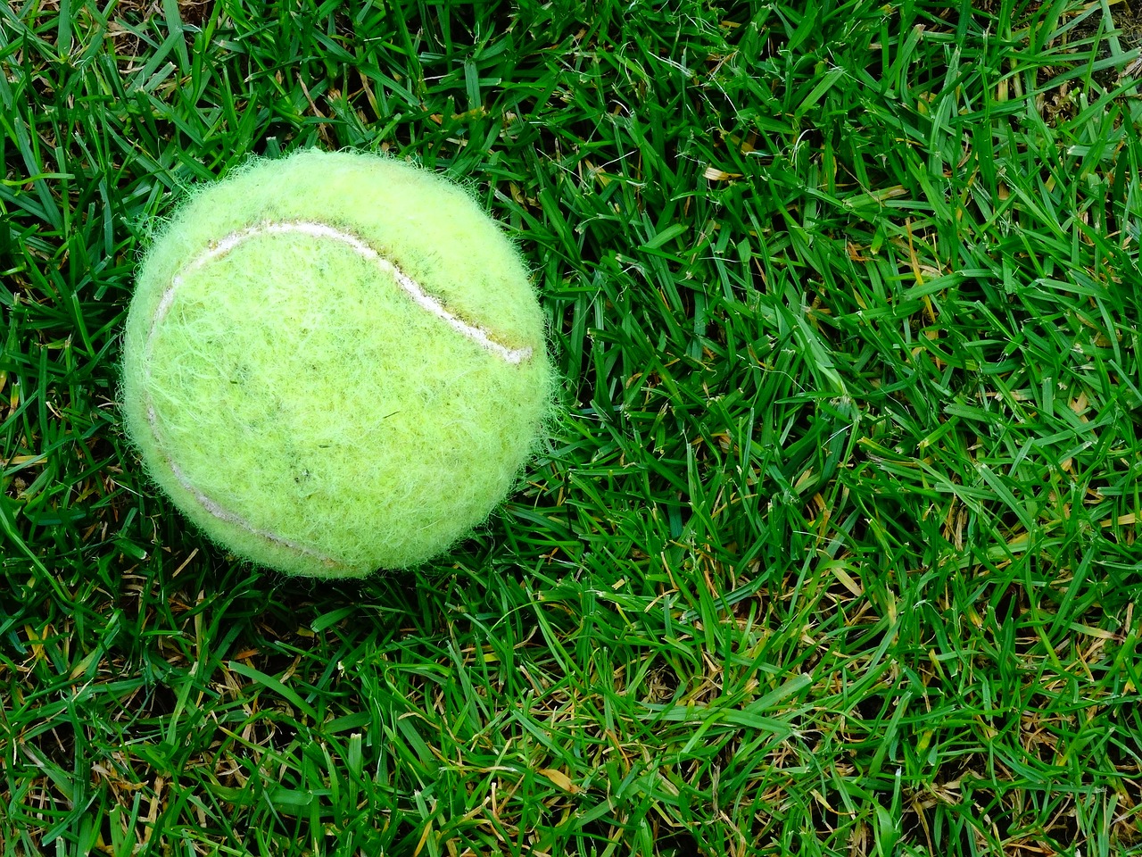 Image - tennis ball grass outdoor garden