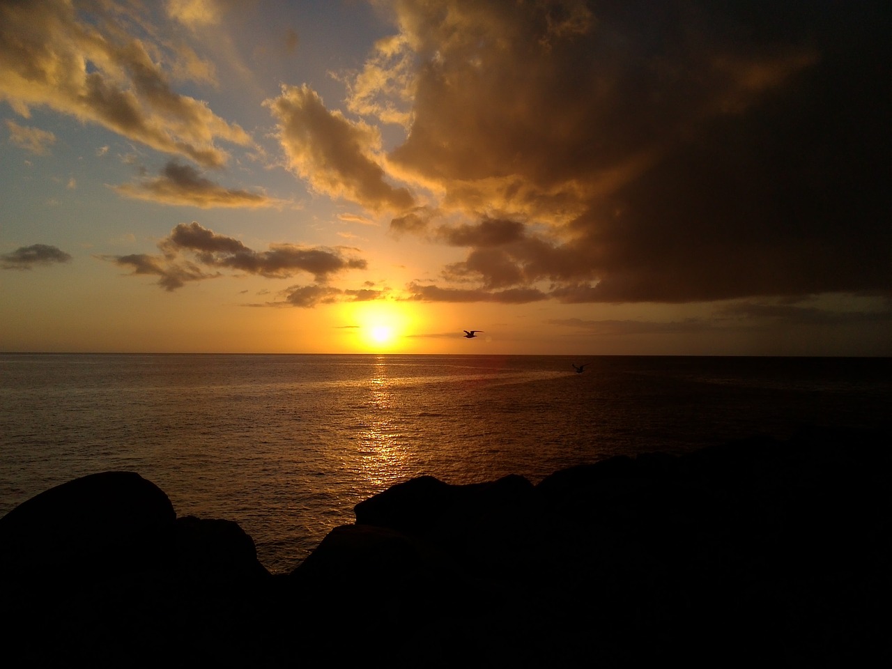 Image - lowland guadeloupe frigate