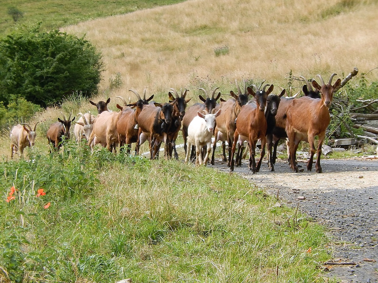 Image - goats field nature auvergne