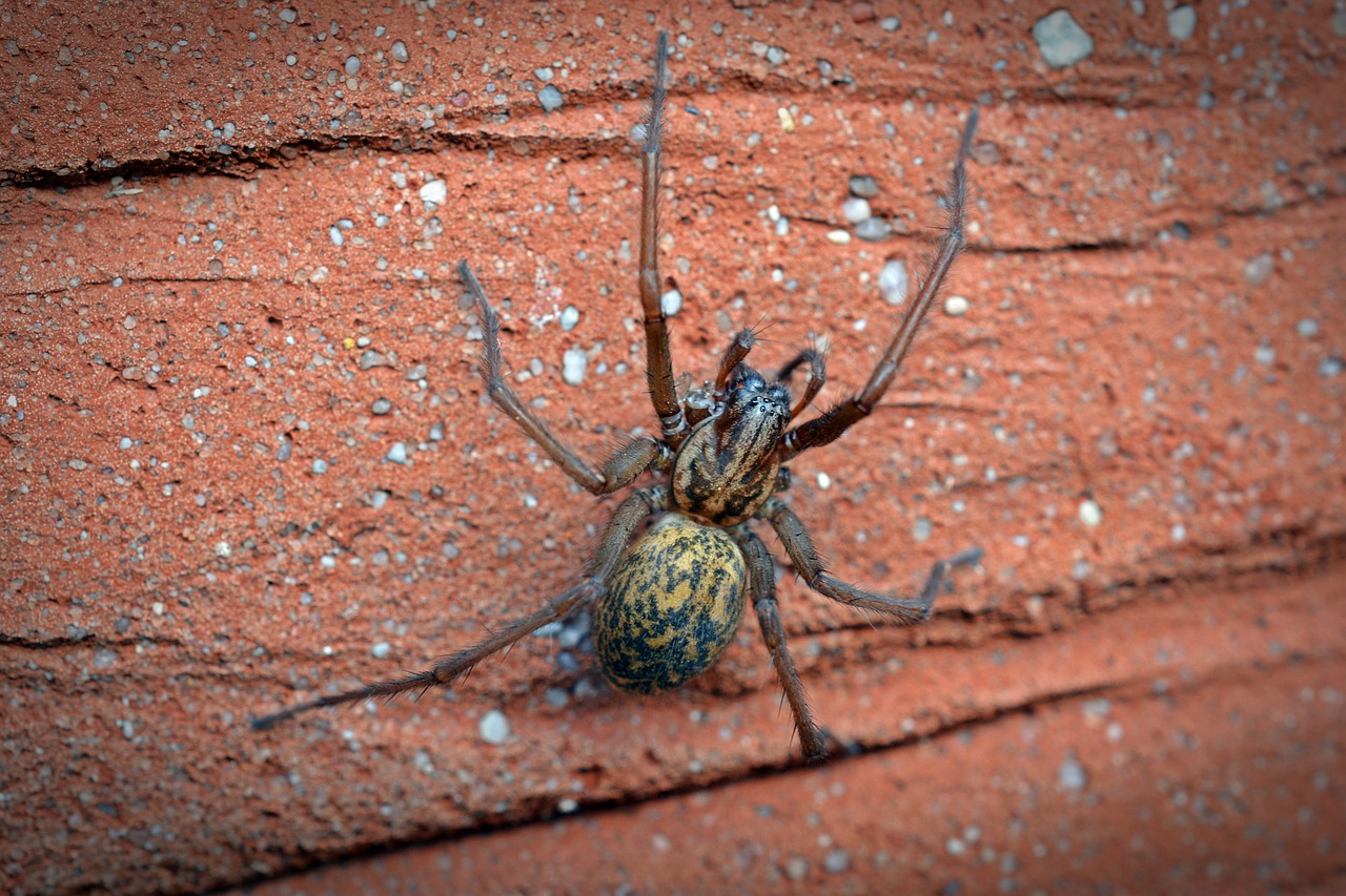 Image - spider house spider