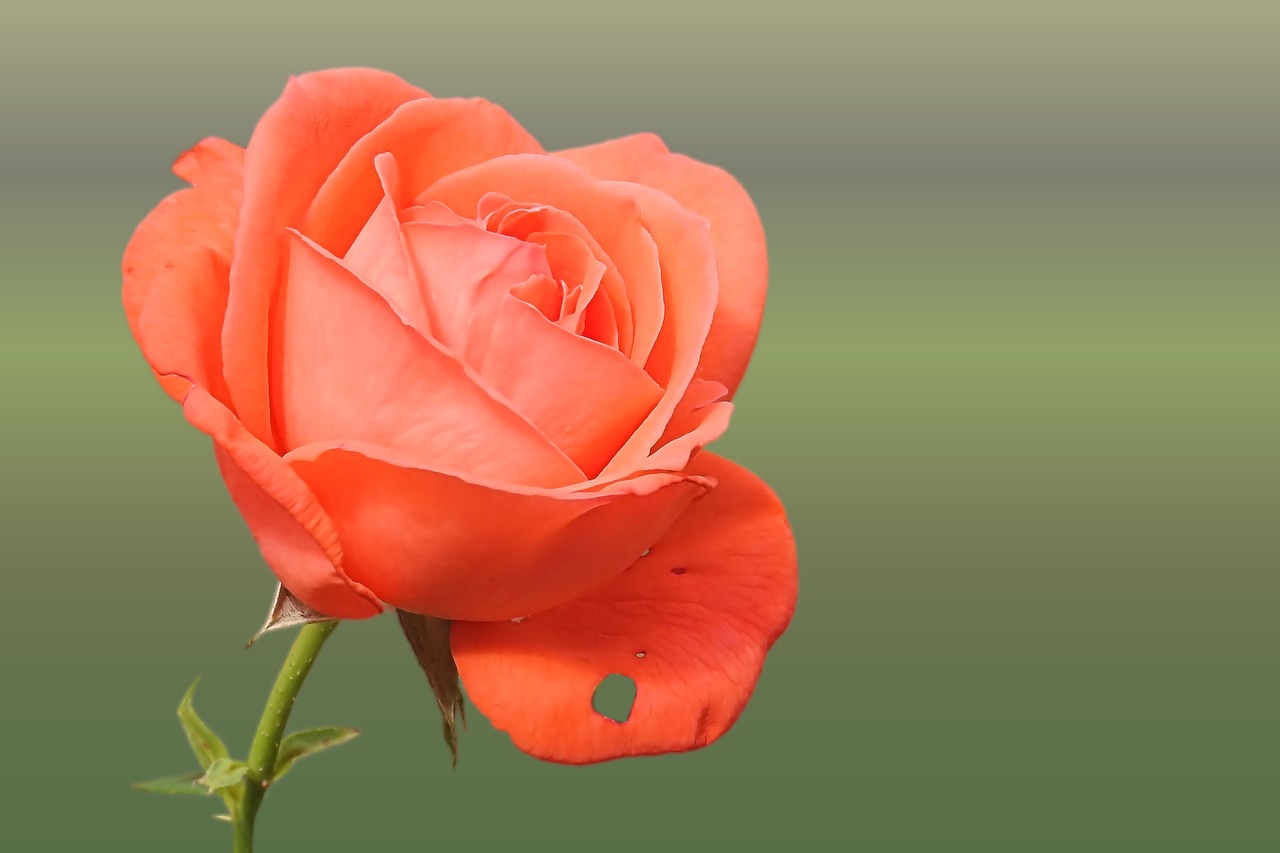 Image - rose orange salmon rose blooms