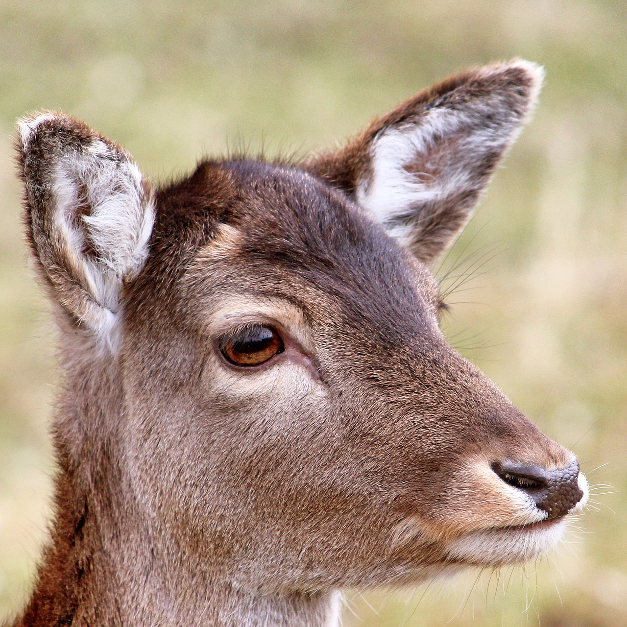 Image - roe deer forest wild nature animal