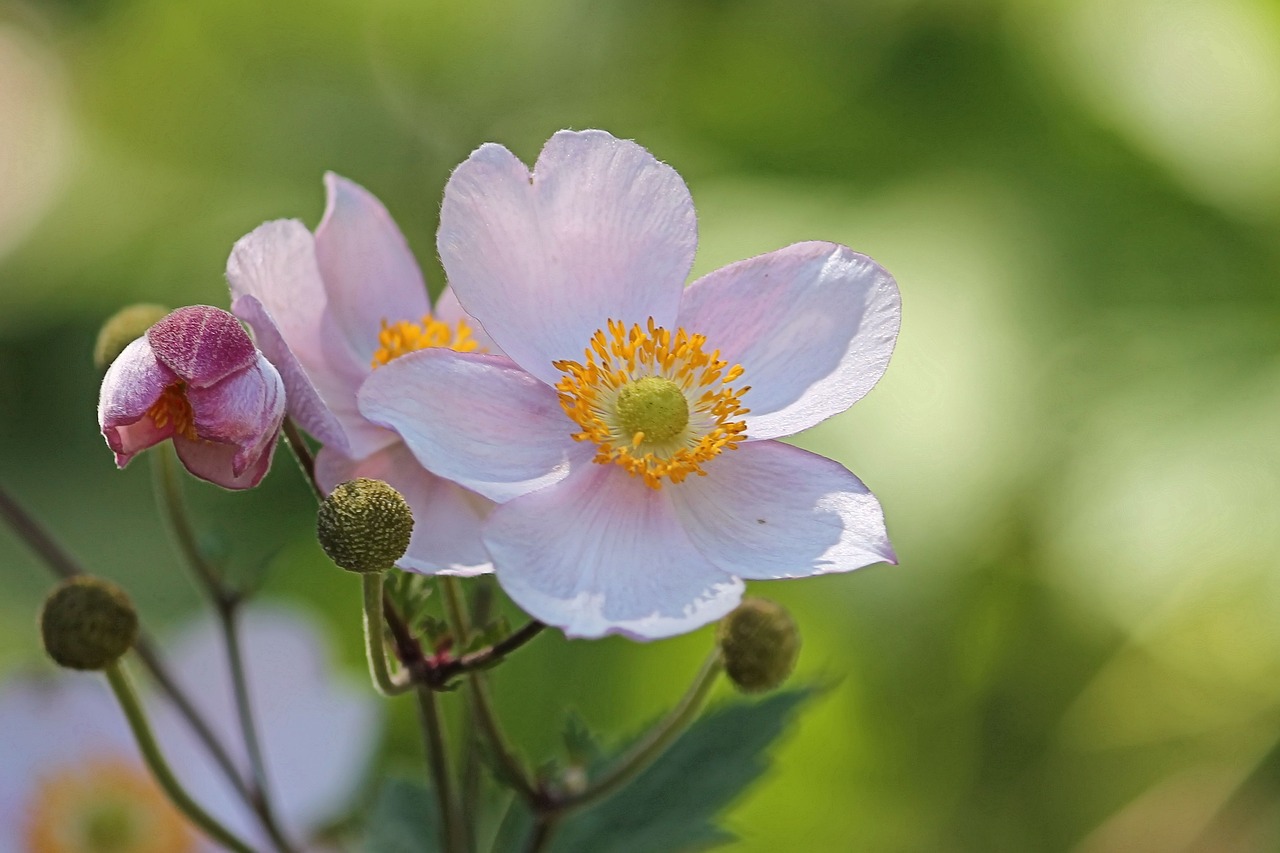 Image - anemone fall anemone blossom bloom