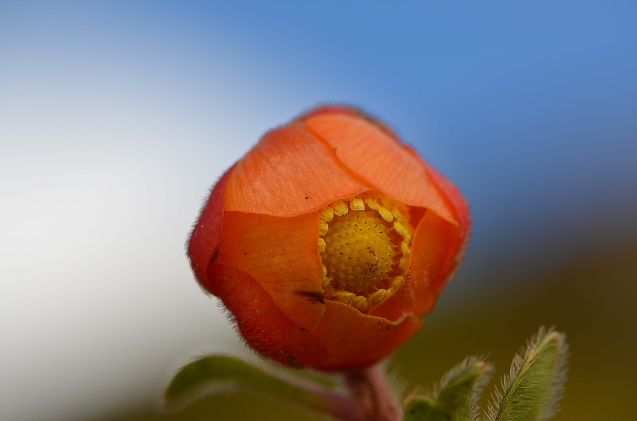 Image - ranunculaceae montane forest