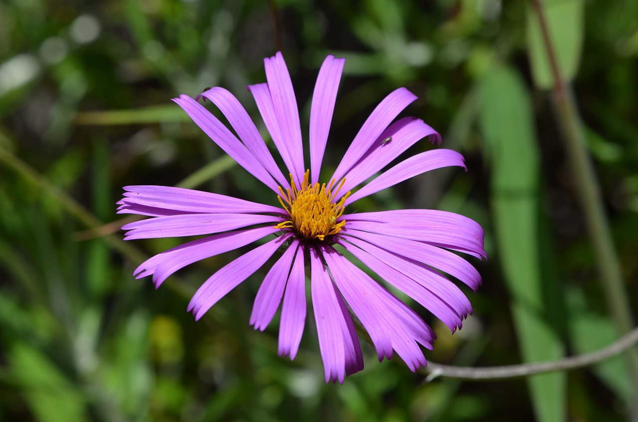 Image - asteraceae montane forest