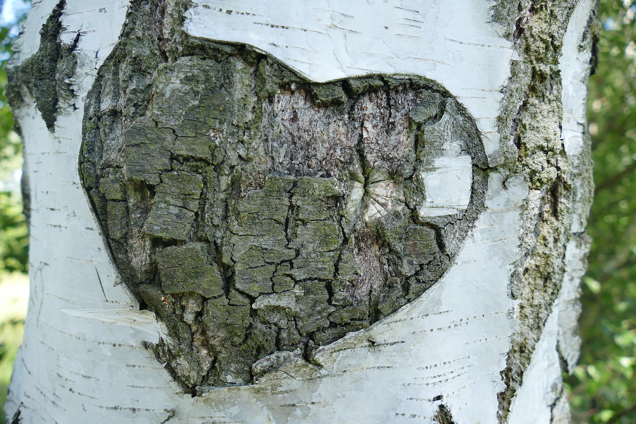 Image - birch tree bark heart love