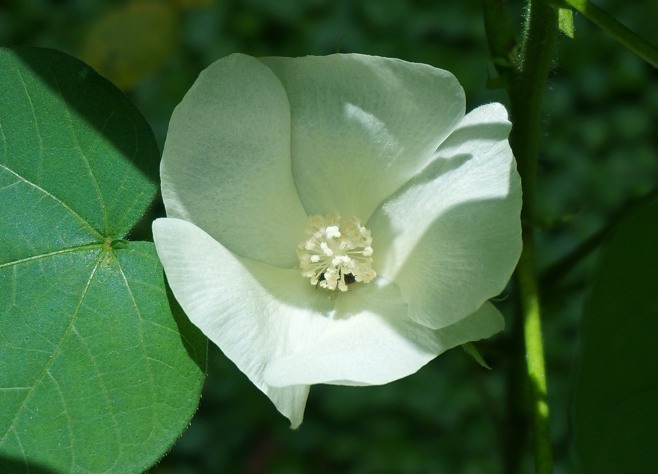 Image - cotton flower cotton flower blossom