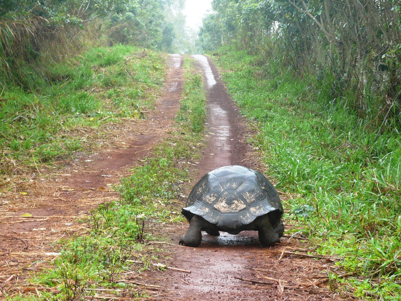 Image - towards turtle solitude path