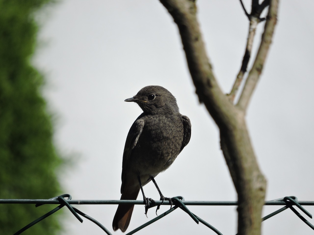 Image - bird animal feather starling