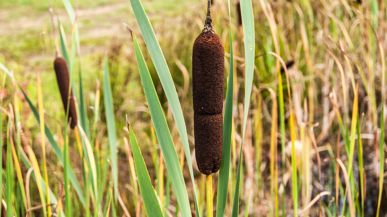 Image - cattail nature outdoor plant pond