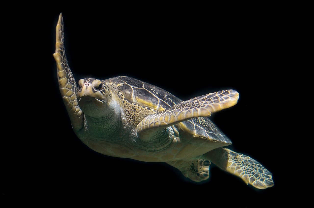 Image - turtle green sea ocean animal