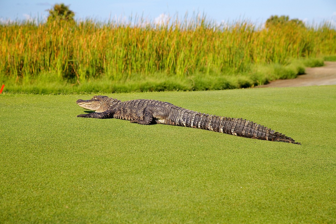 Image - alligator golf course wildlife