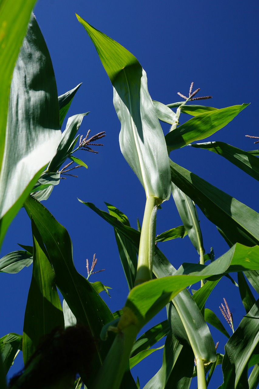 Image - corn plant green sky quantities