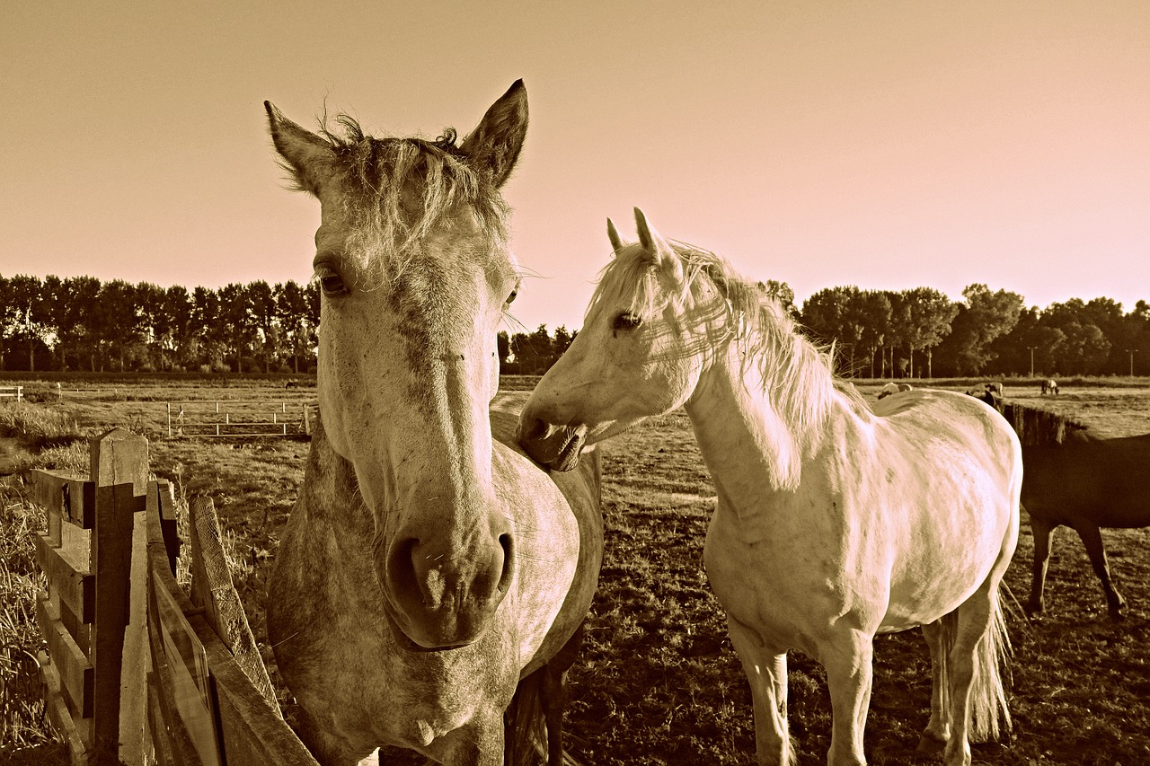 Image - horse animal mammal equine head