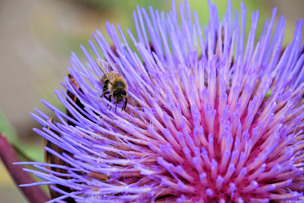 Image - artichokenblüte insect bee purple