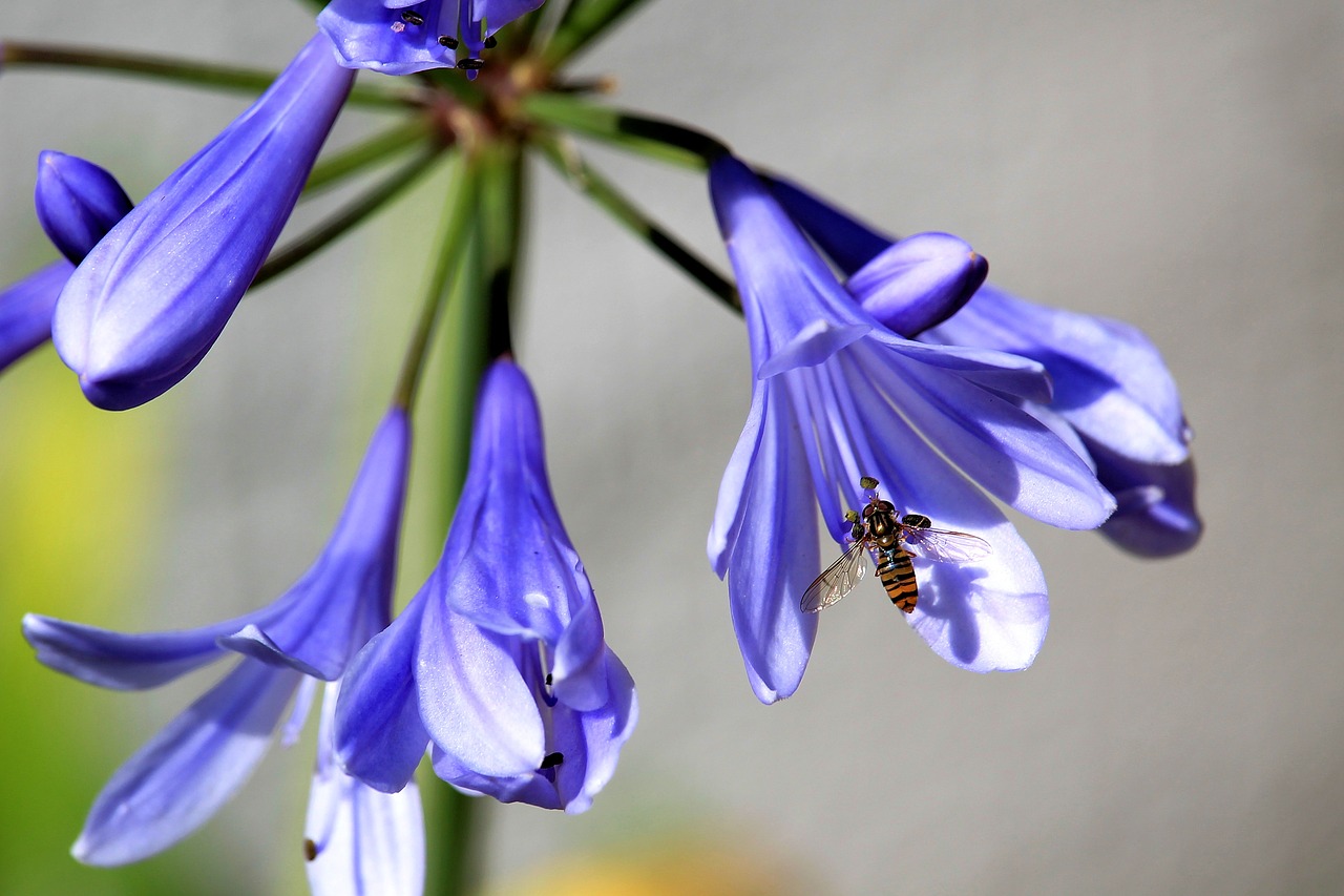 Image - glory lily blossom bloom blue