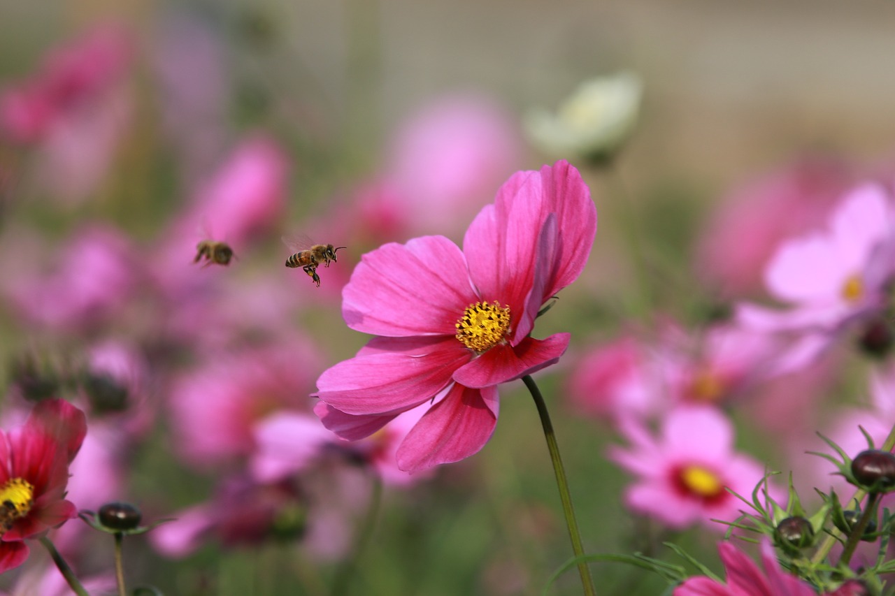 Image - flower bee quentin chong garden