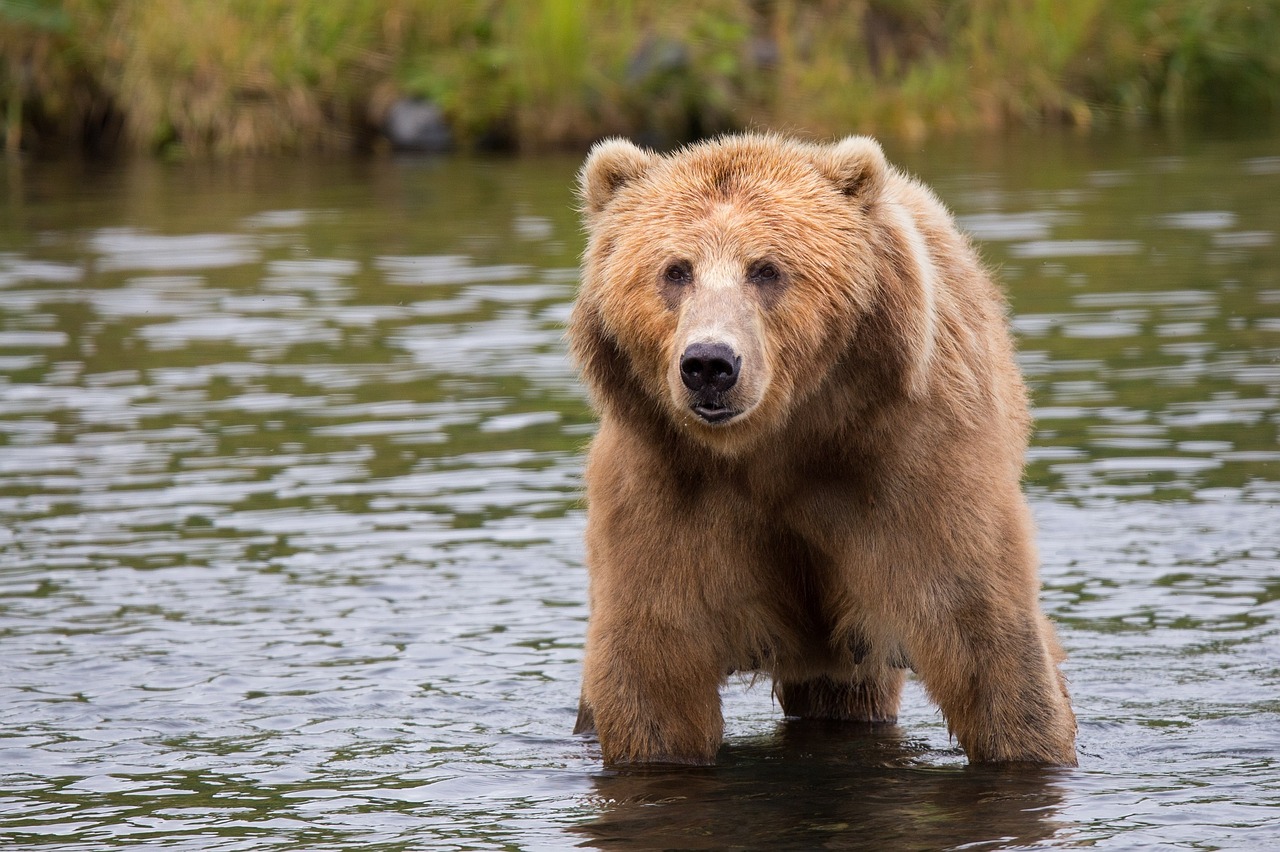 Image - kodiak brown bear adult portrait