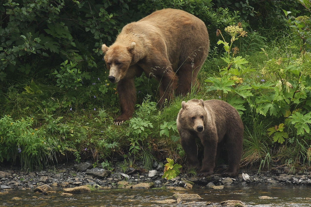 Image - kodiak bears portrait wildlife